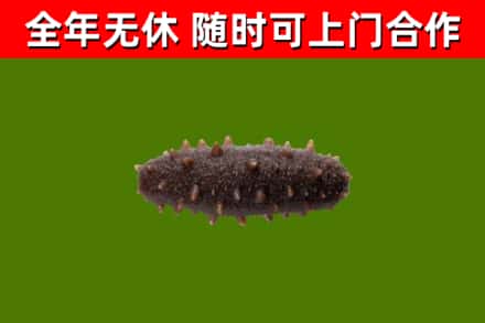 北京烟酒回收干海参.jpg